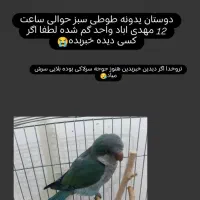 طوطی سبز گمشده