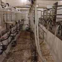 نیازمند کارگر گاوداری