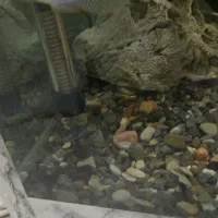 ماهی اکواریومی گیاه معاوضه میکنم با گوشت خوار