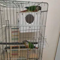 گرینچیگ سخنگو|پرنده|بروجرد, |دیوار