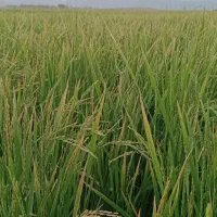 برنج کامفیروزی ،مهجن آباد درجه 1بشرط پخت|خوردنی و آشامیدنی|شیراز, صاحب الزمان|دیوار