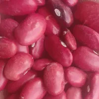 لوبیا قرمز