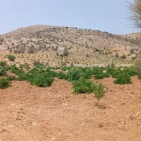 فروش باغ روستای بردج قابل معاوضه|فروش زمین و ملک کلنگی|شیراز, نصر|دیوار