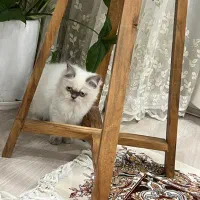 واگذاری گربه