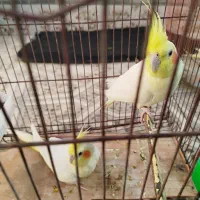 یک جفت عروس هلندی