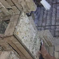 پرنده دم سفید وسینی