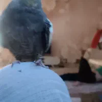 فروش عروس هلندی|پرنده|ایلام, |دیوار