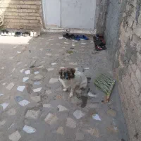 واگذاری سگ اشپیتز|سگ|داراب, |دیوار