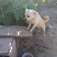 سگ ماده پاکوتاه به فروش میرسد