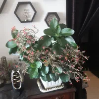 گل گیاه آپارتمانی|گل و گیاه طبیعی|پردیس, فاز ۳|دیوار