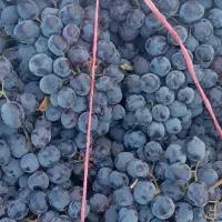 انگور ارگانیک قرمز قرمز اصل سردشت قیمت مناسب|خوردنی و آشامیدنی|زنجان, |دیوار