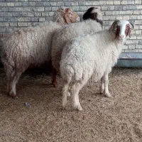 گوسفند وبره ابستن