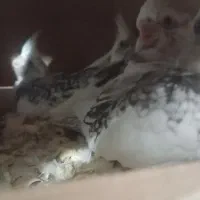 دوکت لوتینو و جوجه|پرنده|علی‌آباد کتول, |دیوار