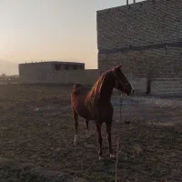 مادیون شجره داردمگیر سن۶ سال|اسب و تجهیزات اسب‌سواری|قم, امامزاده ابراهیم|دیوار