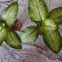 گل دیفن باخیا