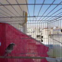 قناری نر مست معاوضه با دوتا جوجه قناری|پرنده|شیراز, دشت چنار|دیوار