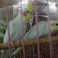 جفت عروس هلندی مولد