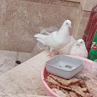 کفتر|پرنده|قم, هفت تیر|دیوار