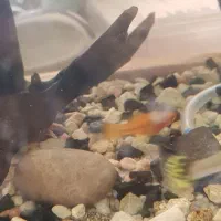 ماهی گوپی و سوارتل|ماهی|تربت‌حیدریه, قائم|دیوار