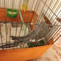 عروس هلندی نر