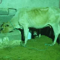 گاو با گوساله