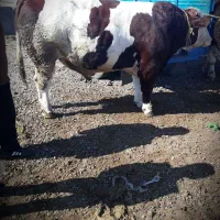 فروش گوساله نر