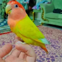 طوطی برزیلی