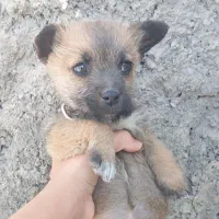 فروش فوری اصلا شرایط نگهداری ندارم