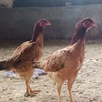 یک جفت مرغ لاری اوشامو