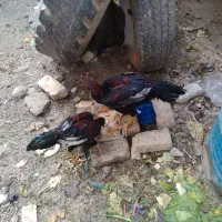 مرغ وخروس لاری|حیوانات مزرعه|اصفهان, کلمه خوران|دیوار