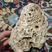 سنگ ویترین ،فسیل مرجان دریایی