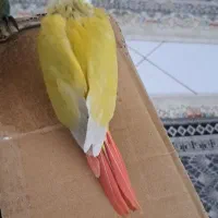 جوجه ردچیک و جوجه گرینچیک