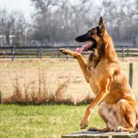 آموزش .مربی سگ . مشهد|خدمات آموزشی|مشهد, چهاربرج|دیوار