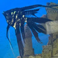 ماهی ،حلزون