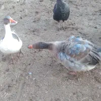 غاز|حیوانات مزرعه|آشخانه, |دیوار