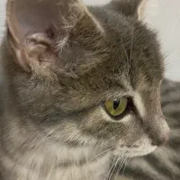 گربه ماده 3 ماهه