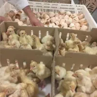 جوجه راس کد ۳۰۸ تخم نطفه دار راس ارسال  برای کشور|حیوانات مزرعه|یزد, |دیوار