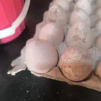 مرغ و بوقلمون