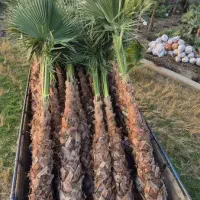 فروش عمده و خرده درخت پالم|گل و گیاه طبیعی|شیراز, گویم|دیوار