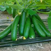 اوستا گلخانه خیار گوجه انواع نشا