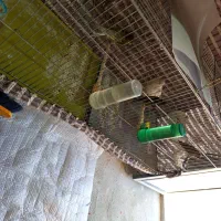 قنار نر وماده|پرنده|اشنویه, |دیوار