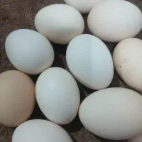 تخم مرغ نطفه دار