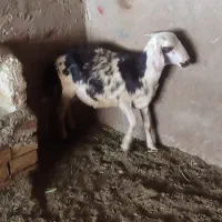 گوسفند پلنگی