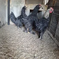 جوجه مرغ خروس رسمی|حیوانات مزرعه|ری, سیزده آبان|دیوار