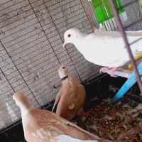 فروشی|پرنده|سراوان, |دیوار