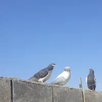 تخم مرغ محلی