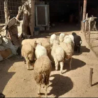 بره نر وماده گوسفند بز|حیوانات مزرعه|اهواز, بهارستان|دیوار