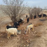 بز و بزغاله|حیوانات مزرعه|نجف‌آباد, حومه نجف آباد|دیوار