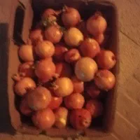 انار ملس|گل و گیاه طبیعی|یزد, |دیوار