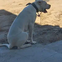 ماده دوگو اصل.